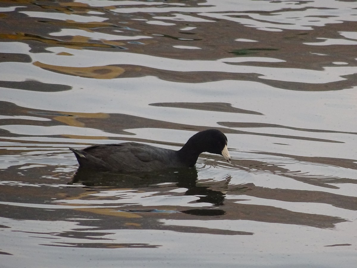 American Coot - Emanuel Serech