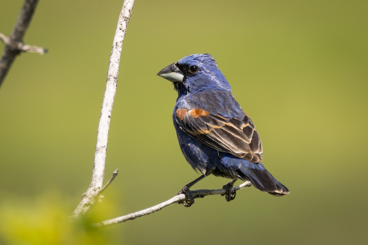 Blue Grosbeak - ML583763191