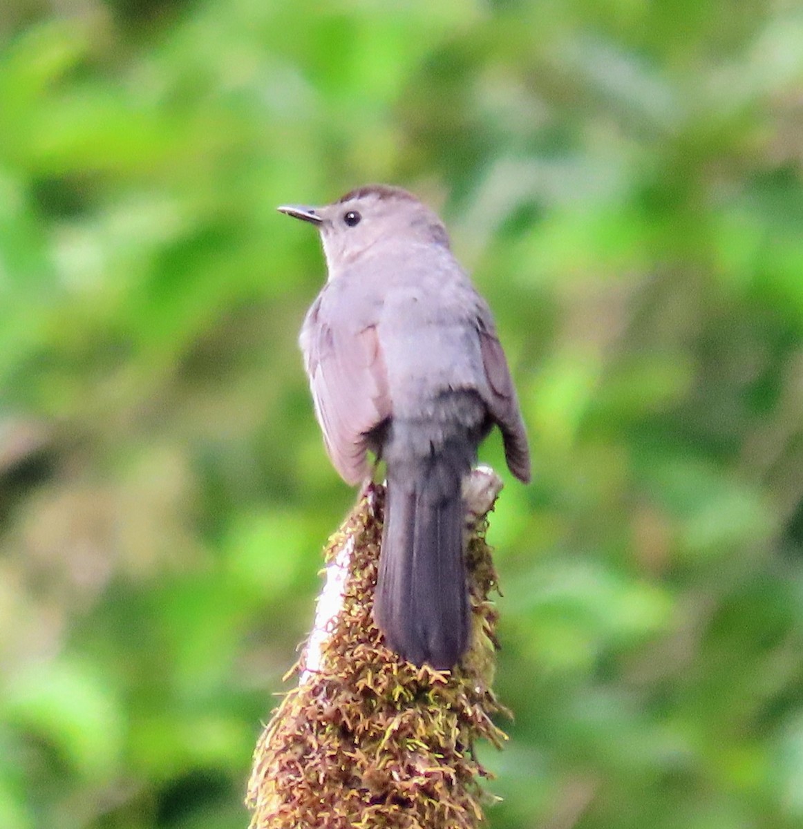 Gray Catbird - ML583763711