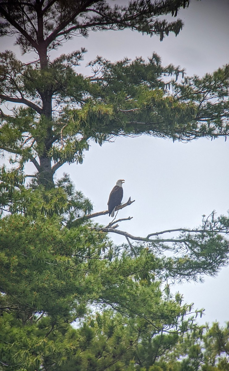 Bald Eagle - ML583763991