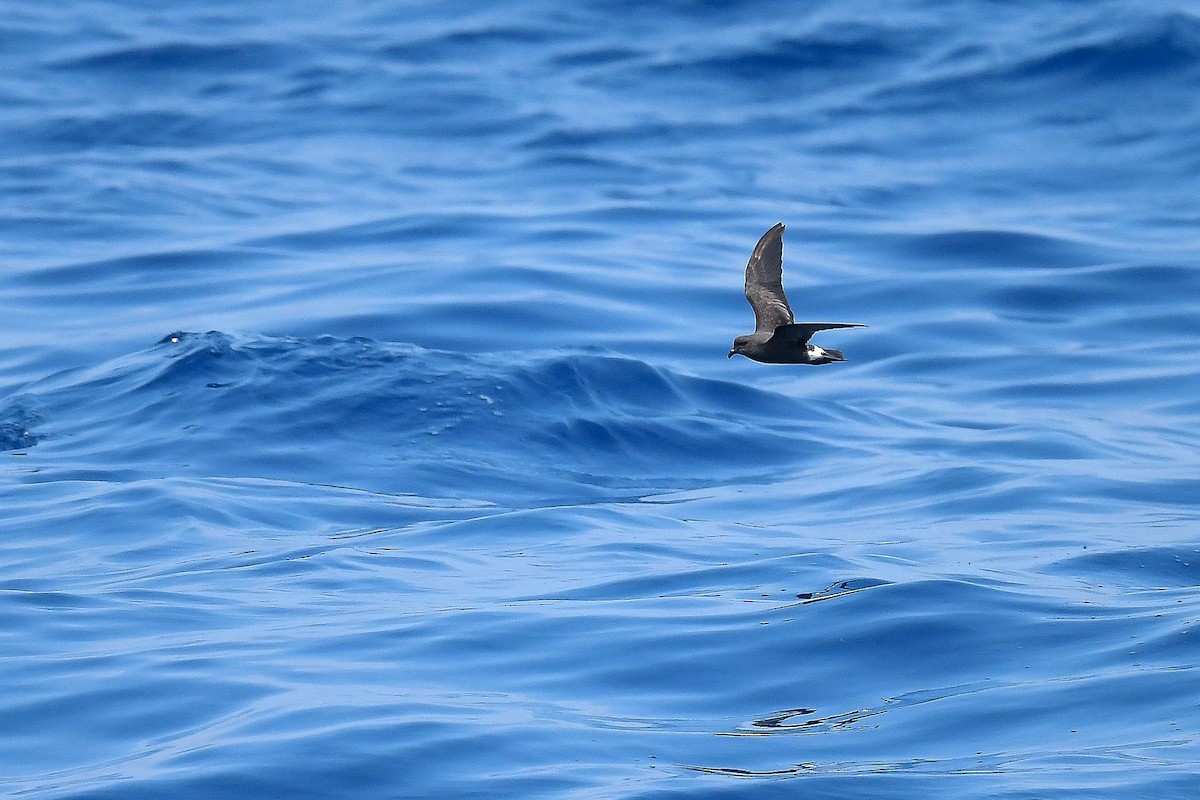 Band-rumped Storm-Petrel (Grant's) - Kate Sutherland