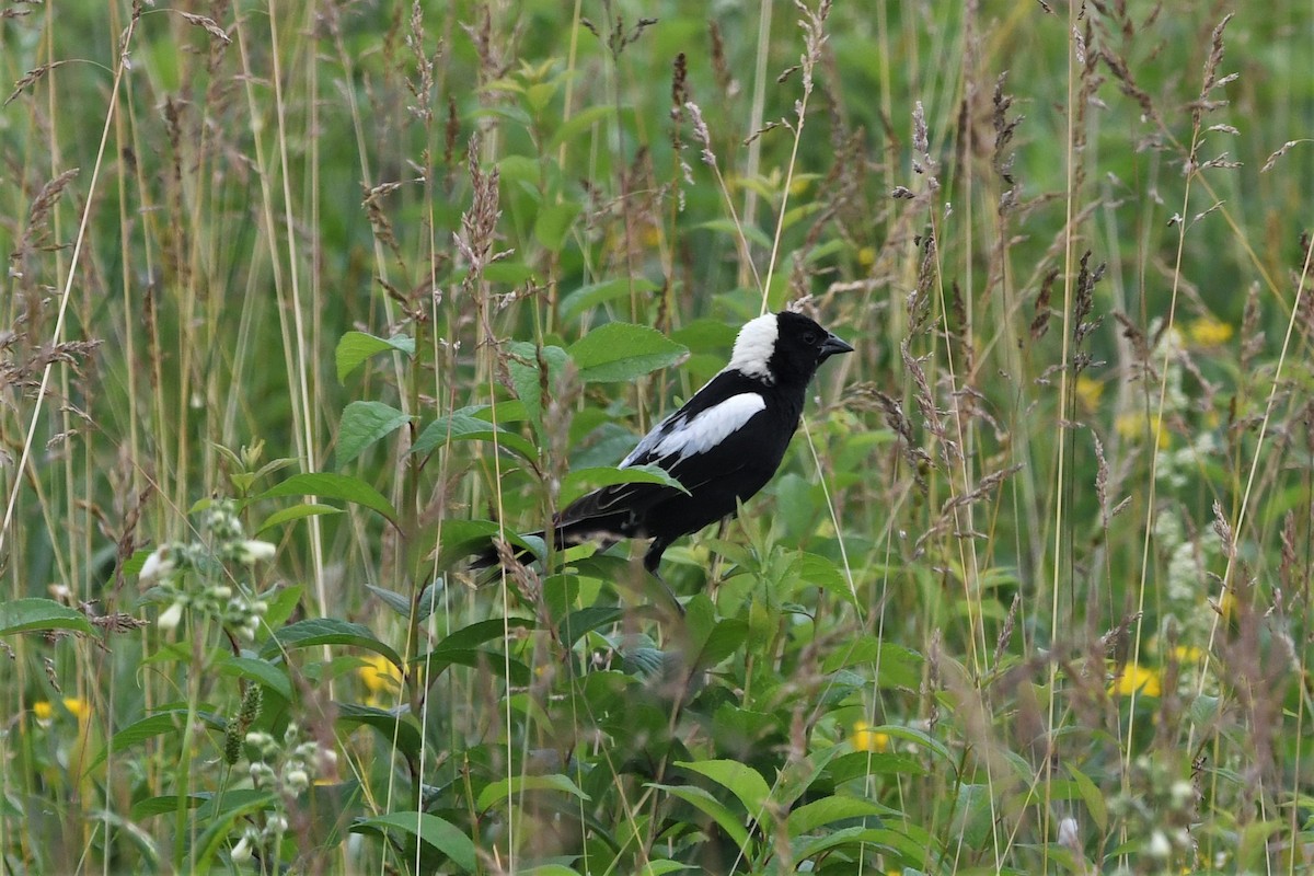 Bobolink - ML583764381
