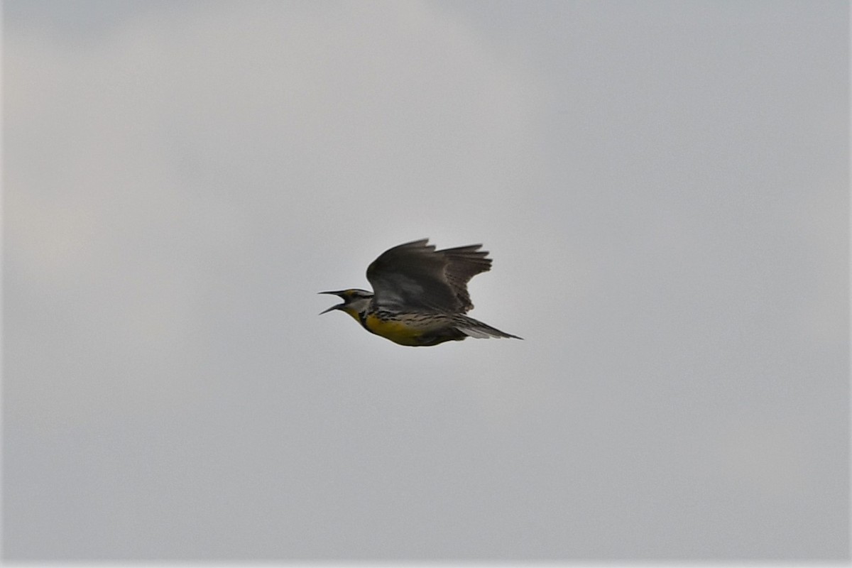 Eastern Meadowlark - ML583764471