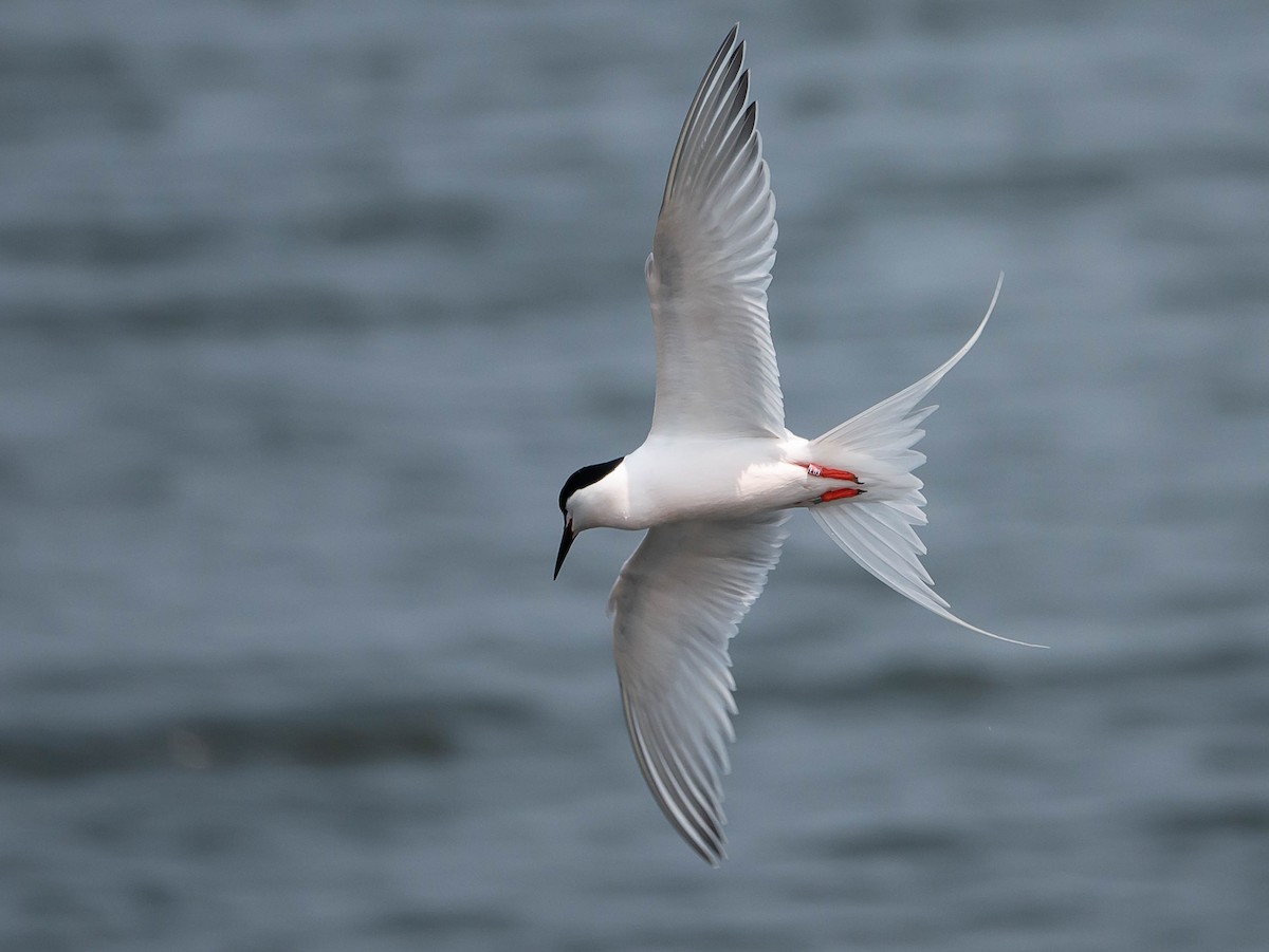 Roseate Tern - ML583766481