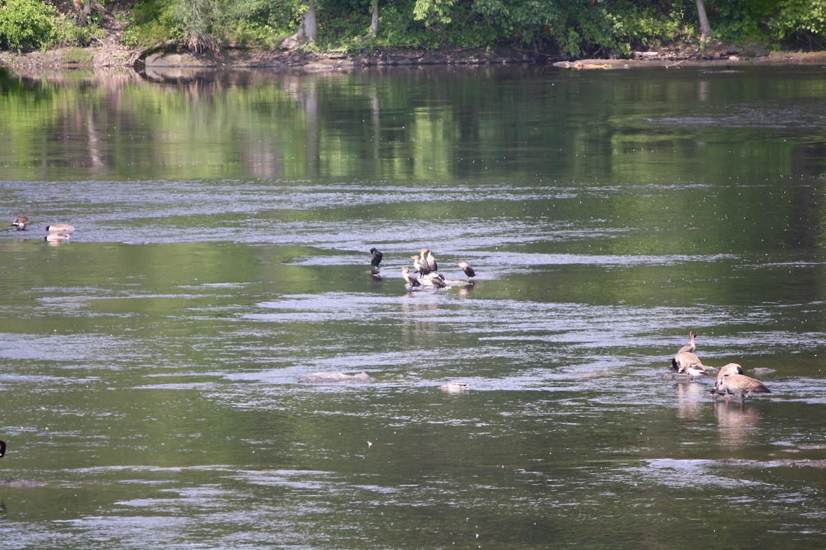 Double-crested Cormorant - ML583766541