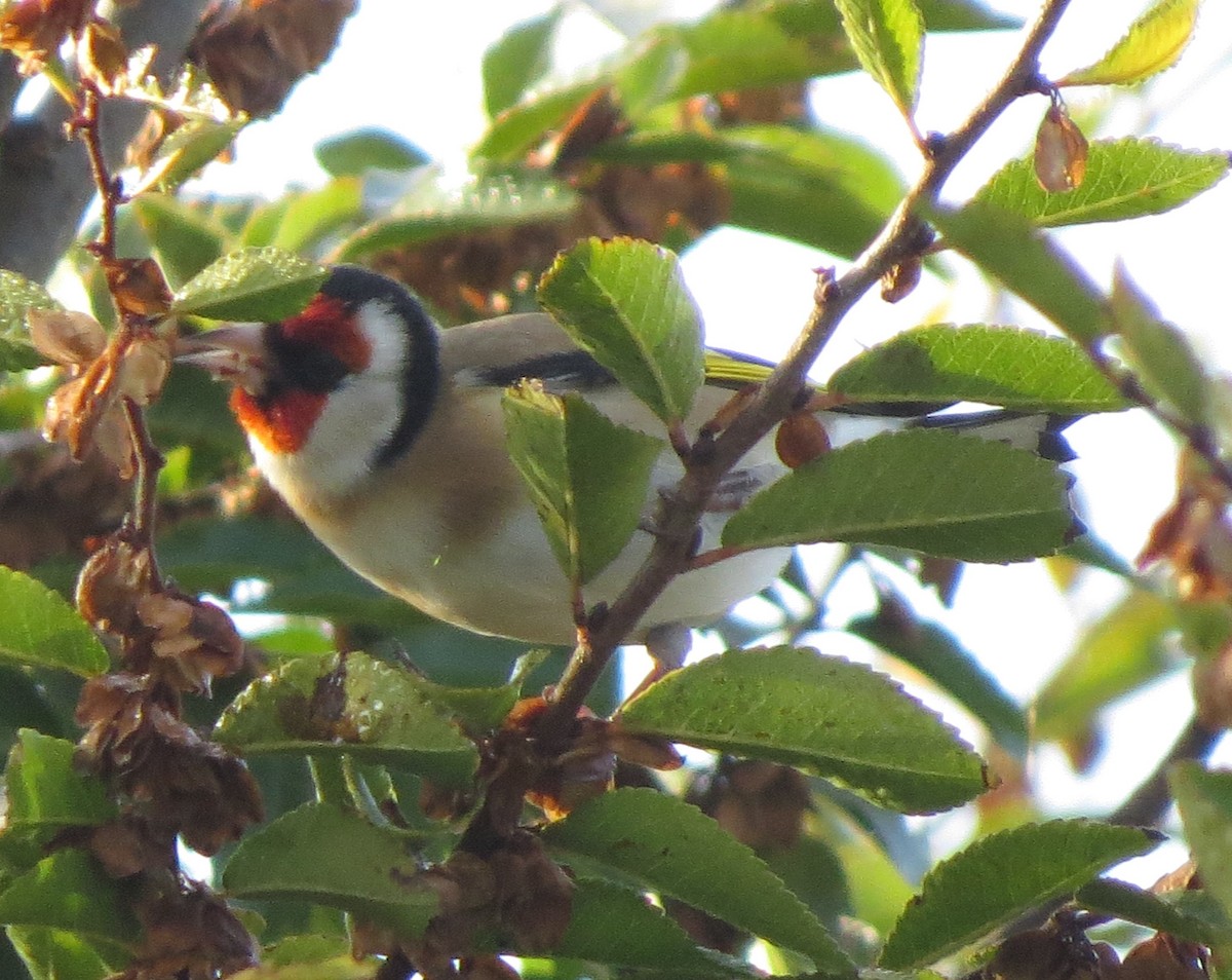 European Goldfinch - ML58376671