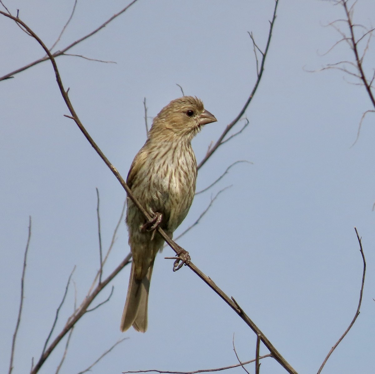 House Finch - ML583769161