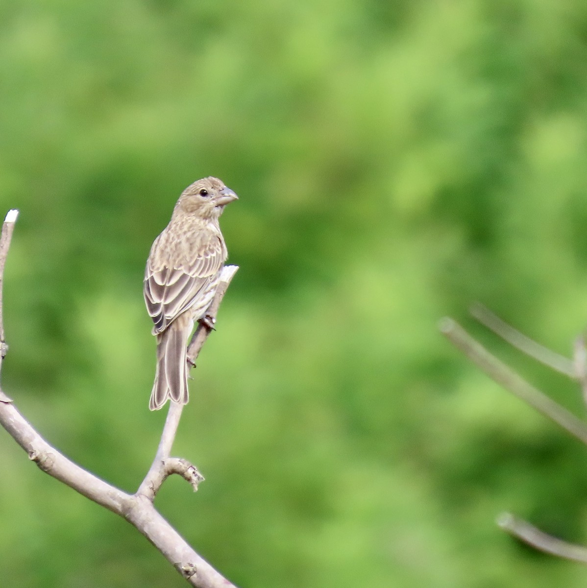 House Finch - ML583769171