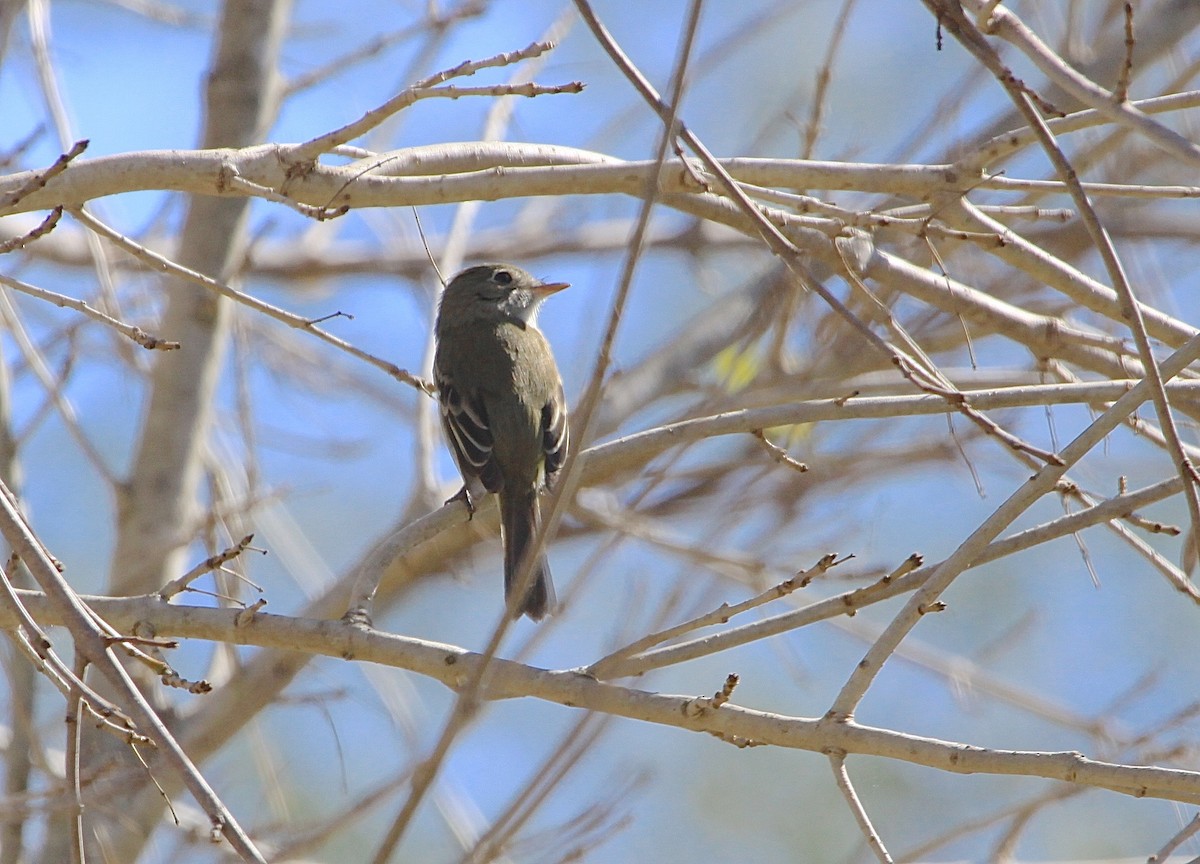 Least Flycatcher - ML58376921