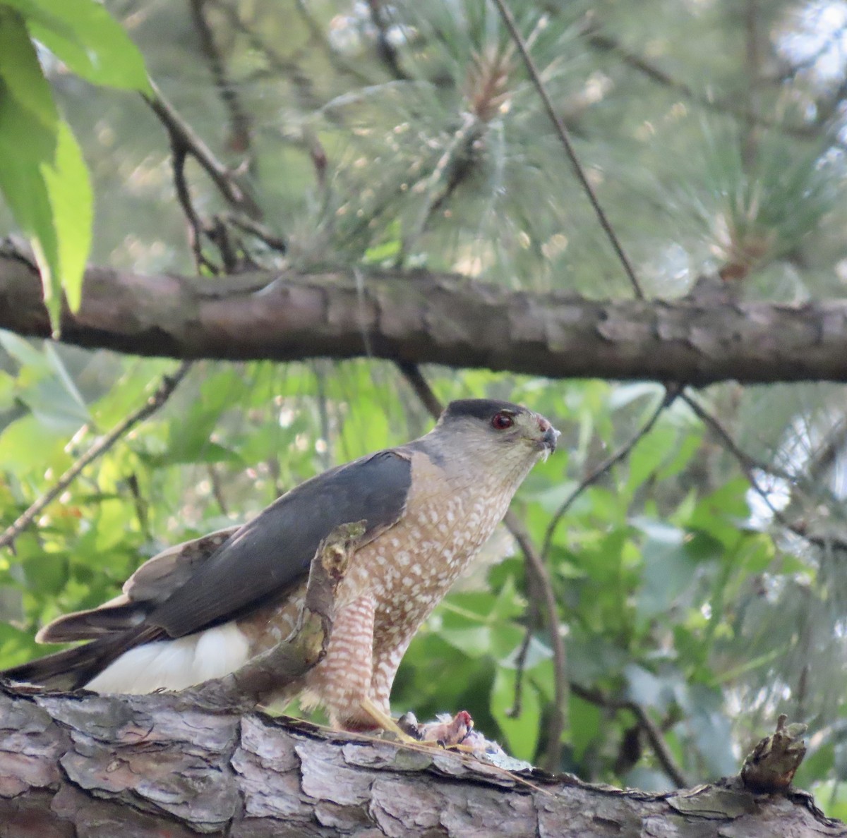 Cooper's Hawk - ML583769531