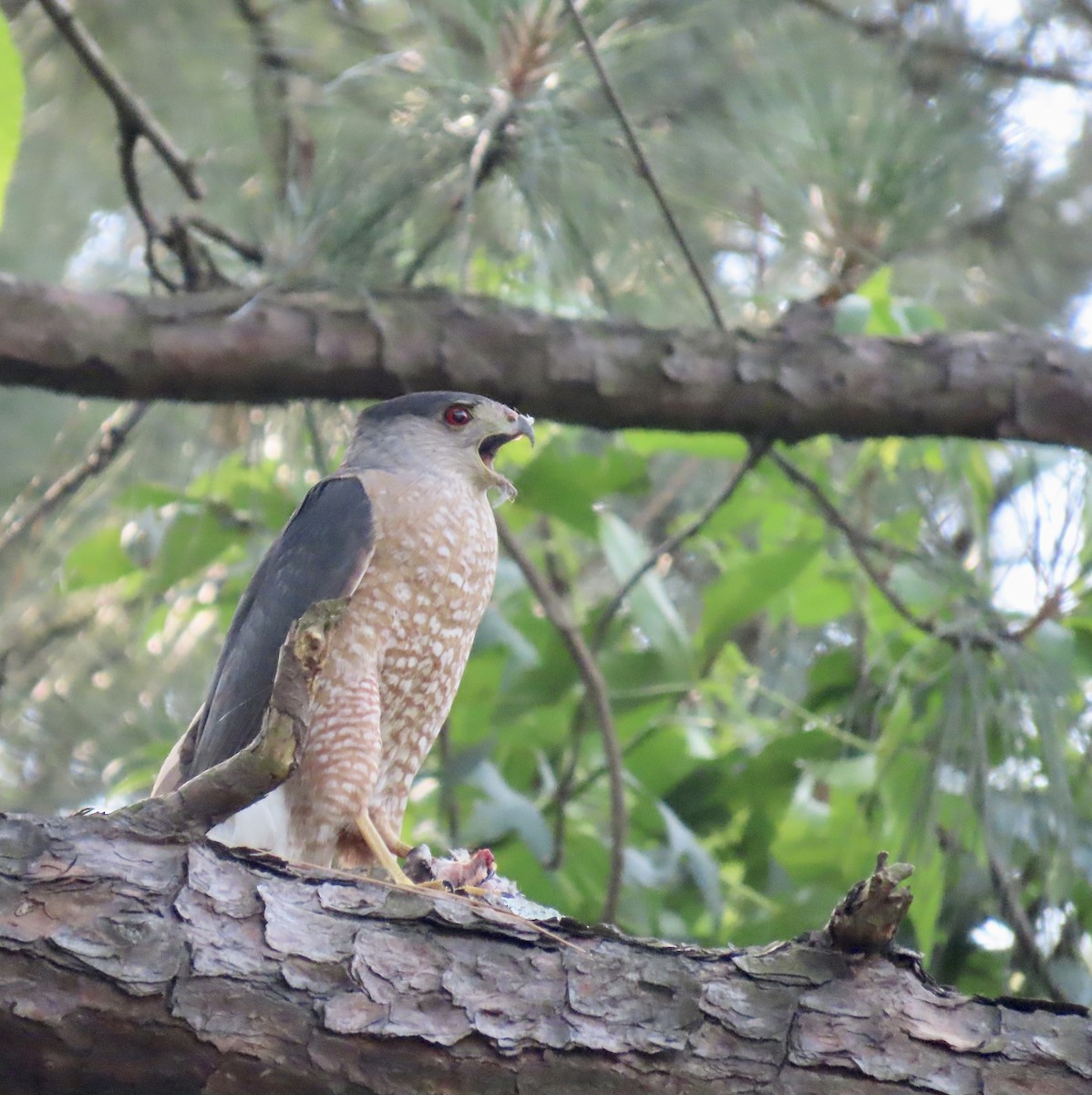 Cooper's Hawk - ML583769551