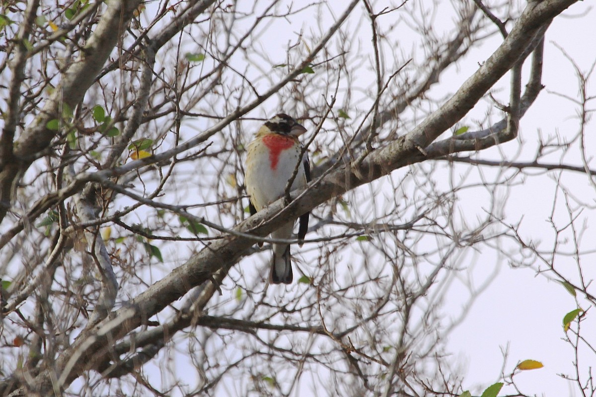 Rose-breasted Grosbeak - ML58376961