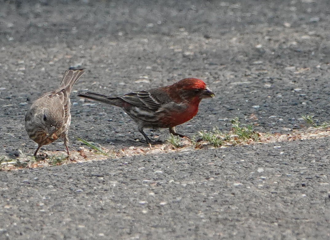 House Finch - Steve Mayo