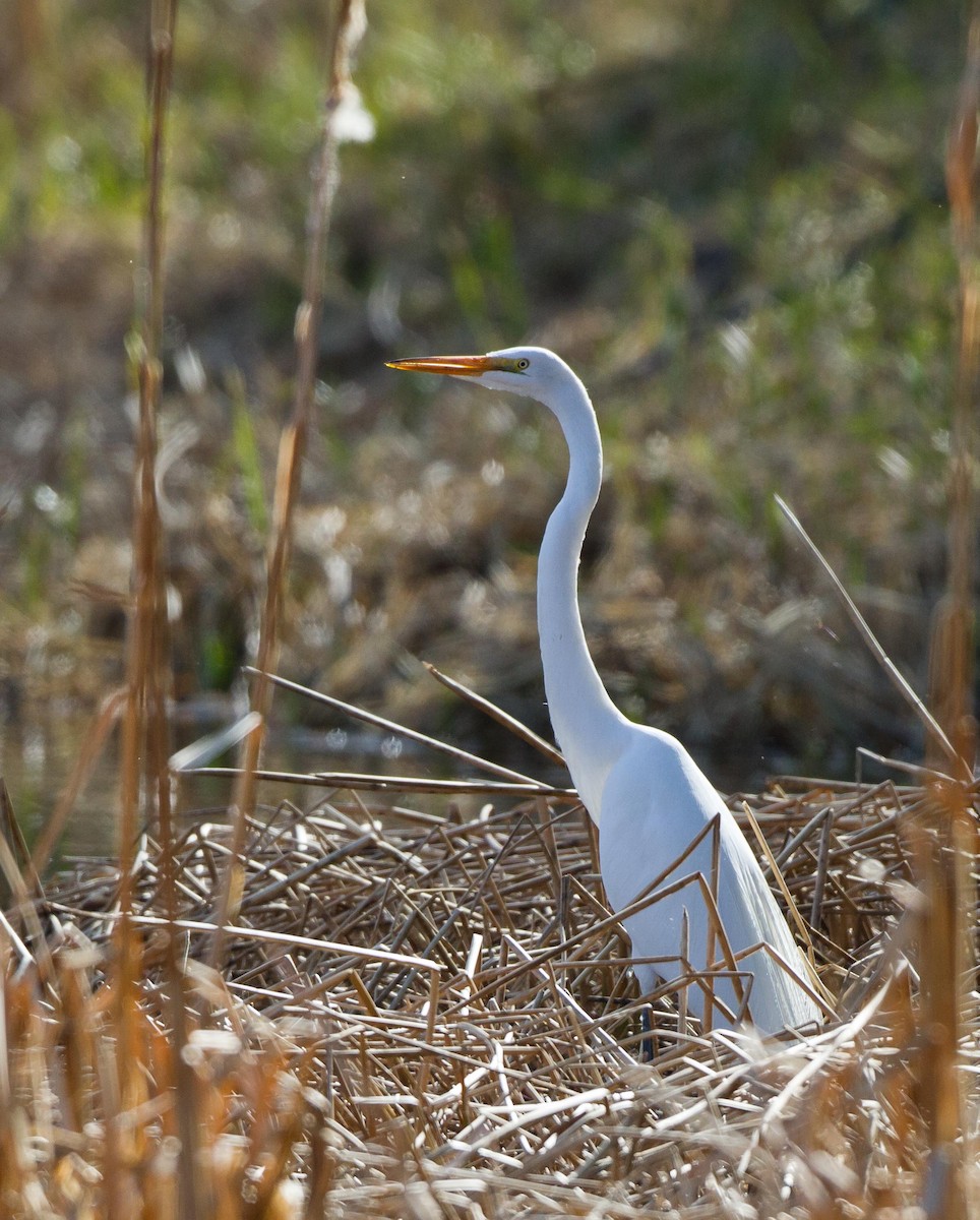 Great Egret (American) - ML58376991