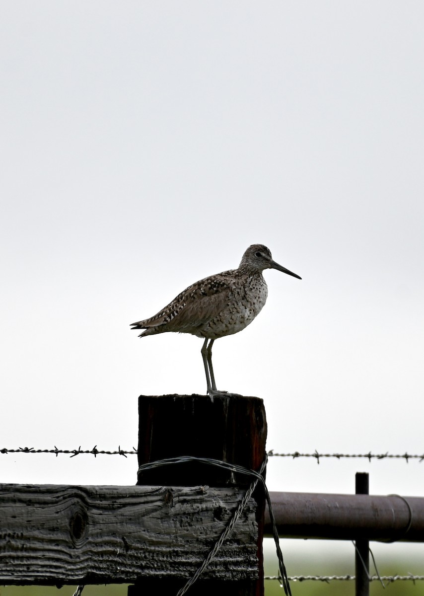 Willet - ML583770691