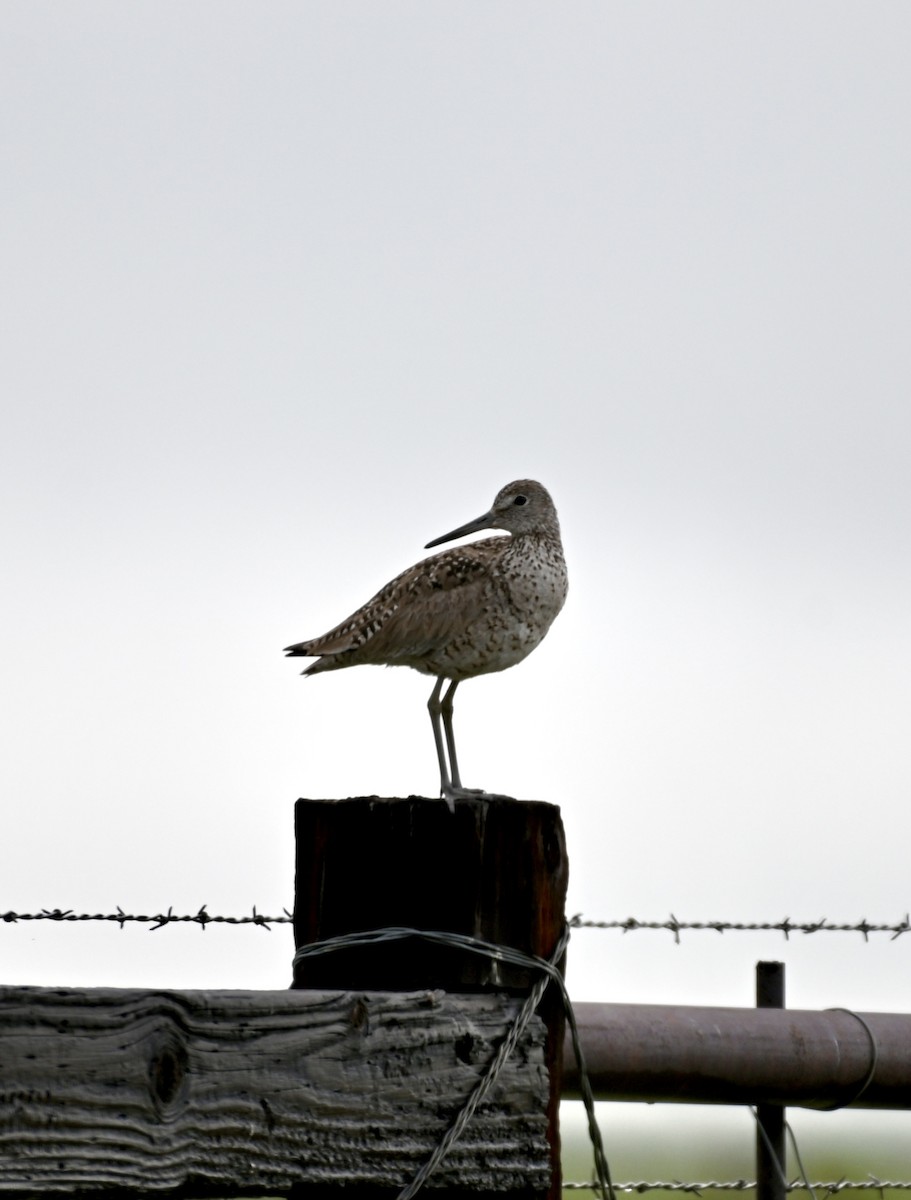 Willet - ML583770701