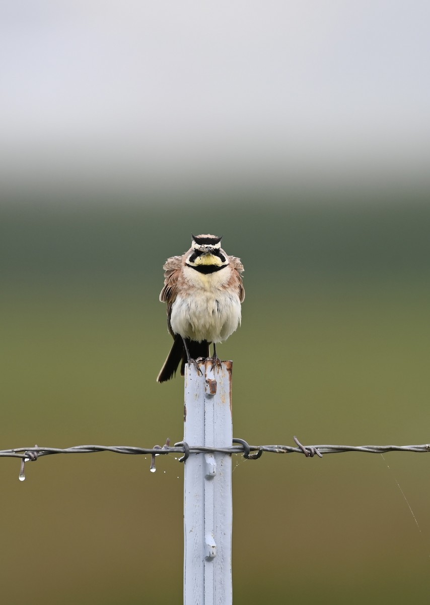 Horned Lark - ML583770941