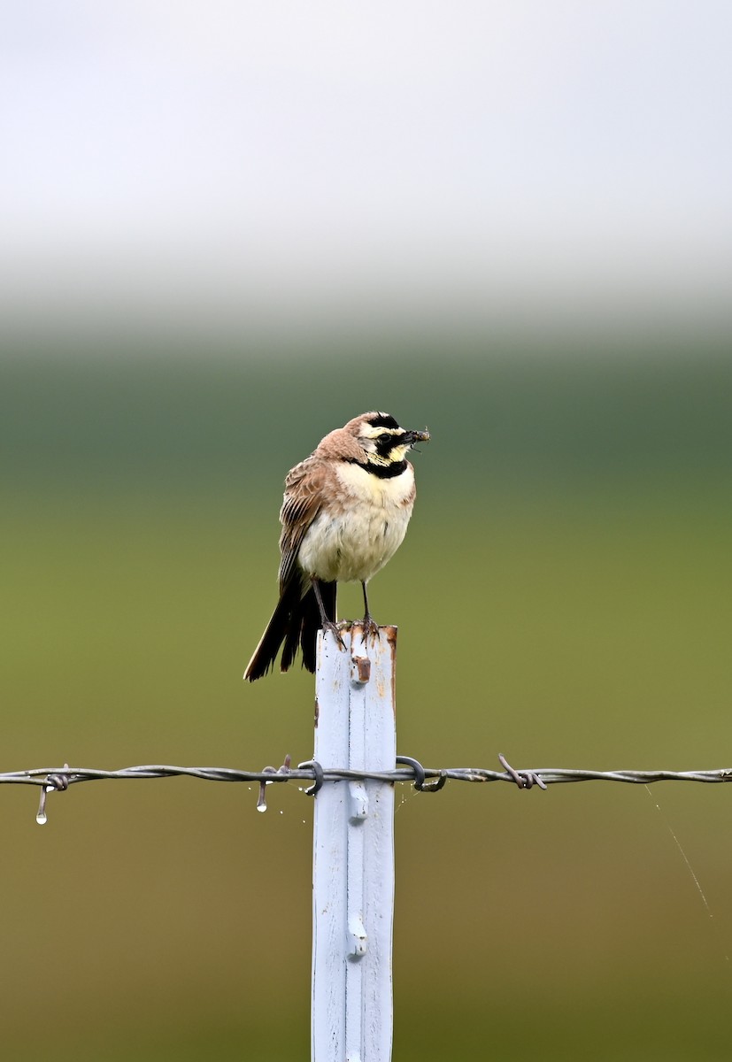 Horned Lark - Ryan Bauer