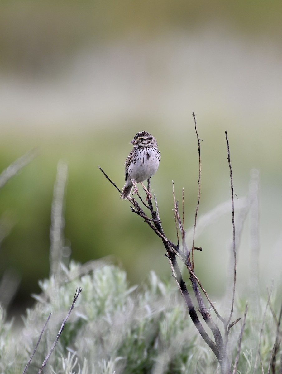 Savannah Sparrow - Ryan Bauer