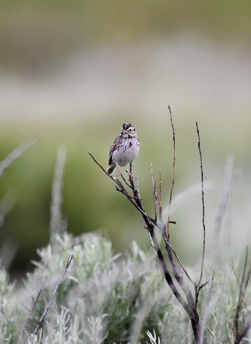 Savannah Sparrow - Ryan Bauer