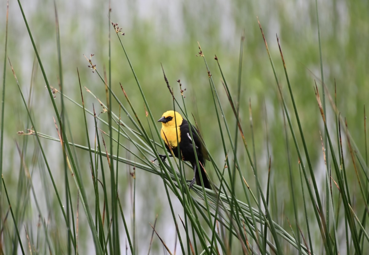 Yellow-headed Blackbird - ML583771481