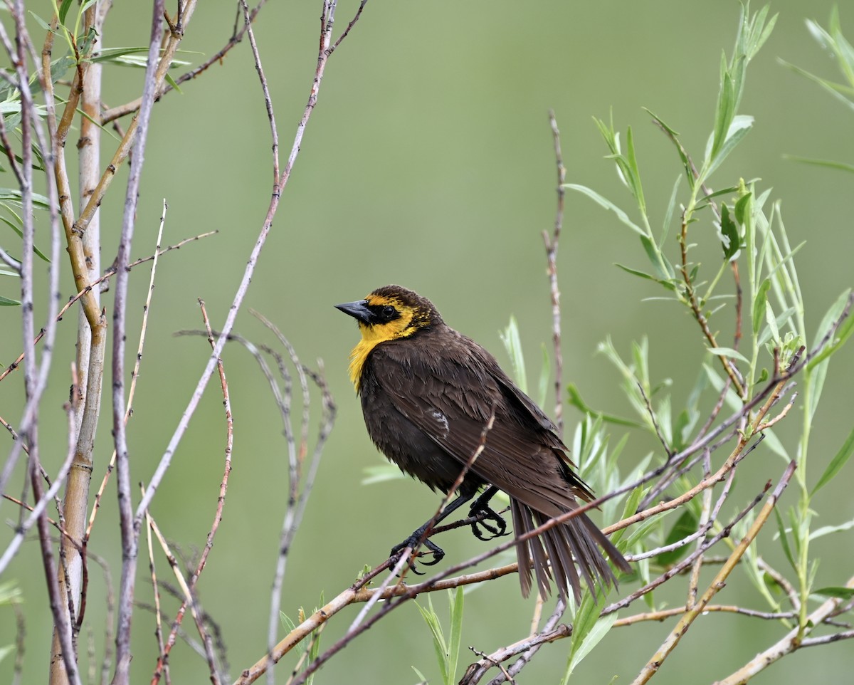 Yellow-headed Blackbird - ML583771501