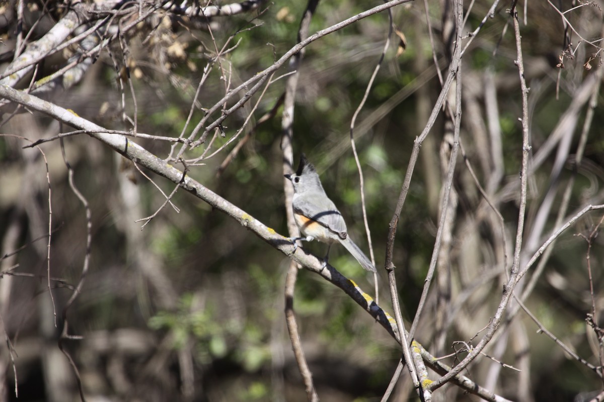 Black-crested Titmouse - ML58377181