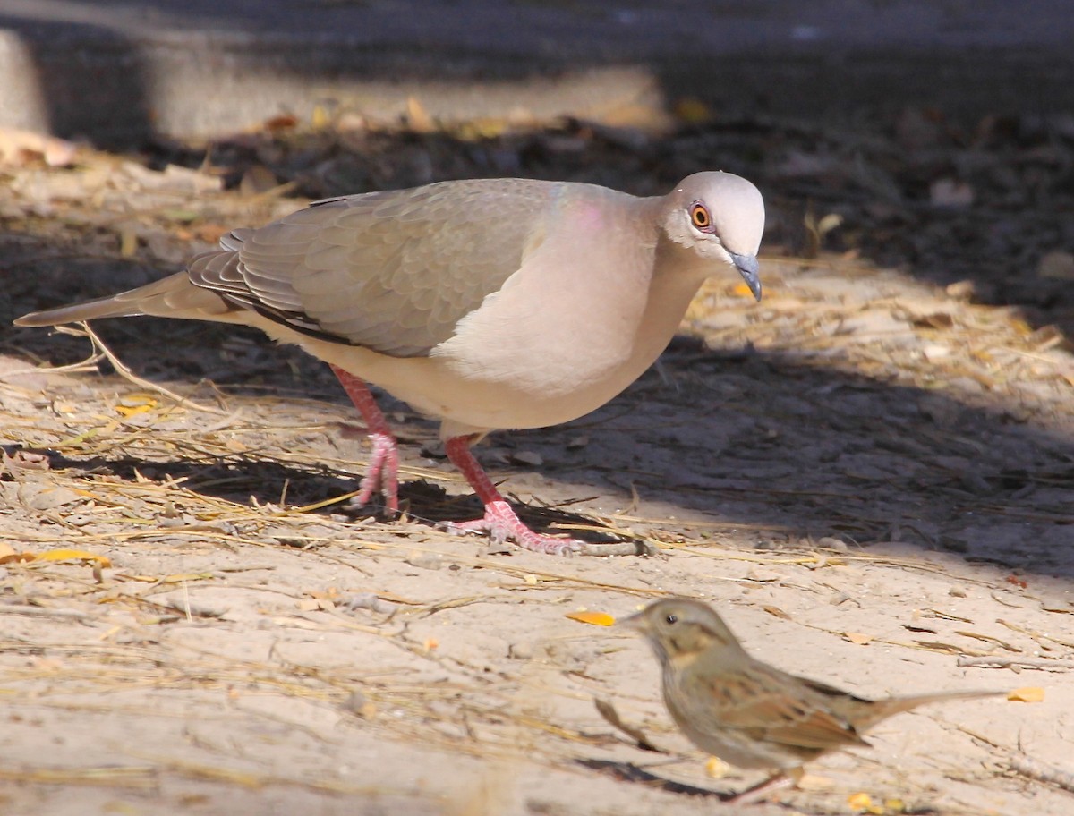 White-tipped Dove - ML58377191