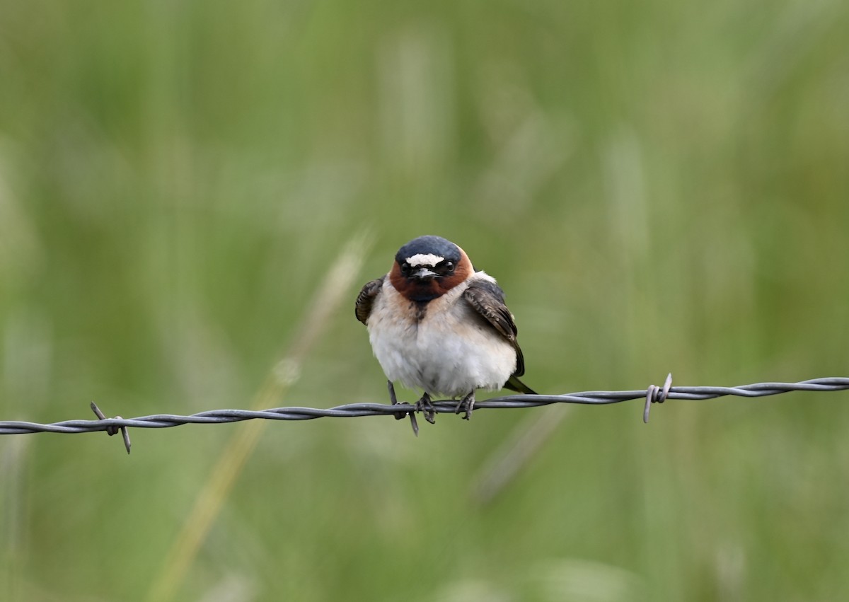 Cliff Swallow - ML583772011