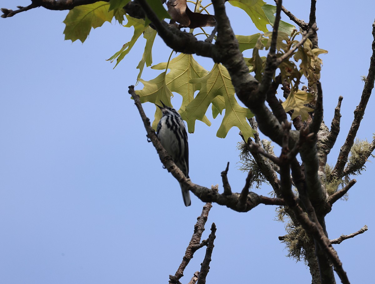 Black-and-white Warbler - ML583772051