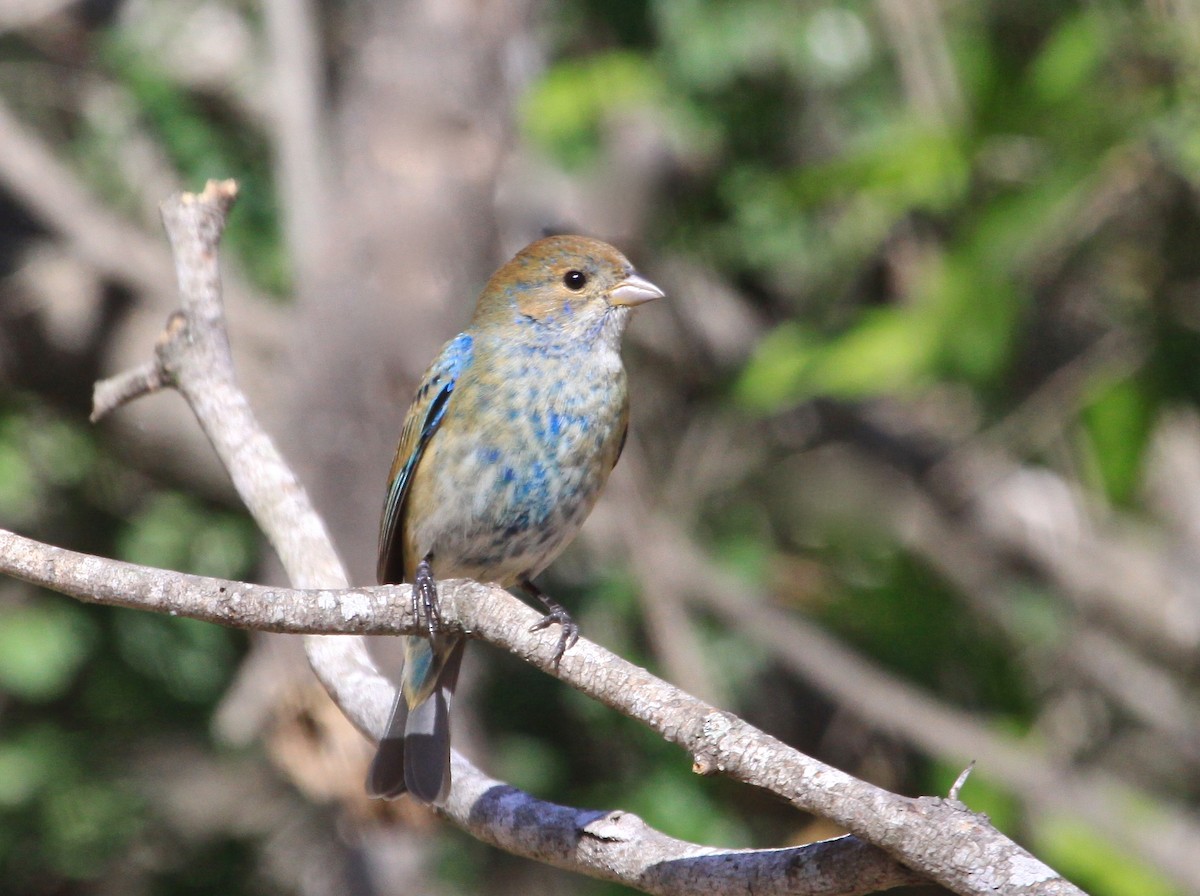 Indigo Bunting - Gil Ewing