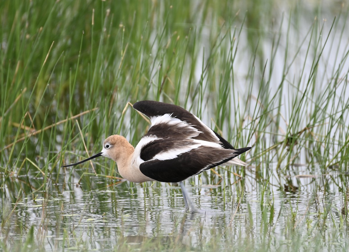 American Avocet - ML583772521