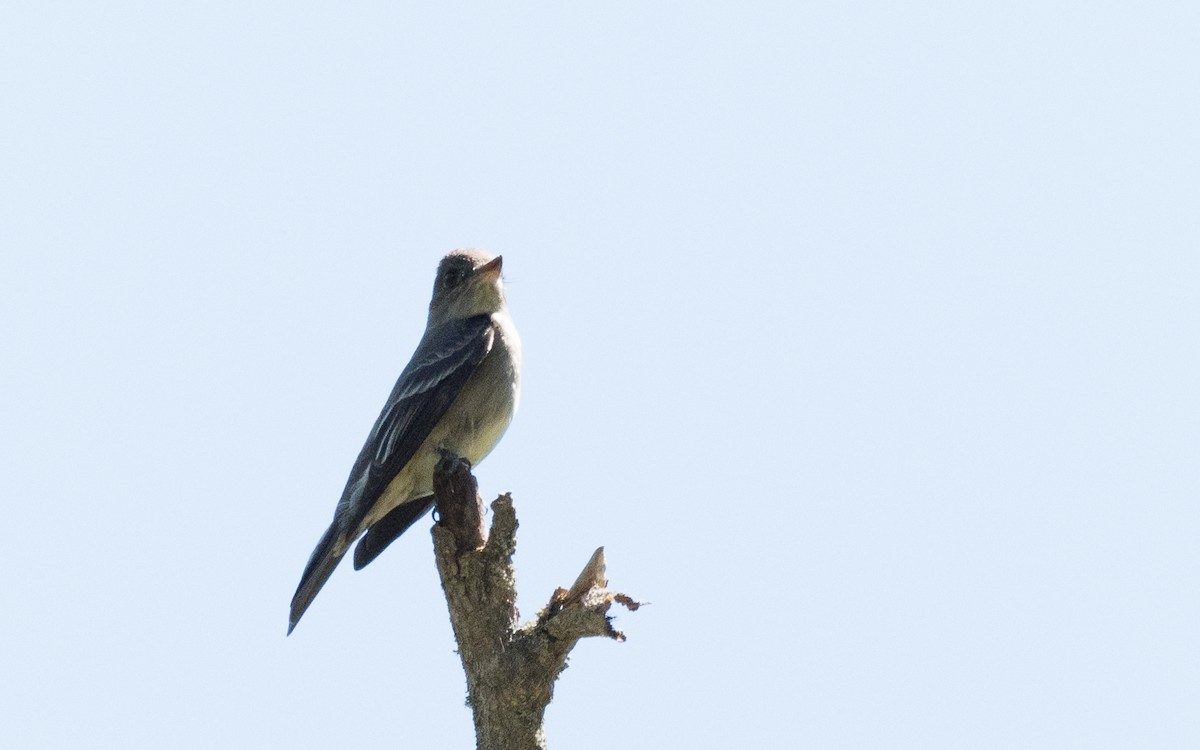 Western Wood-Pewee - Dan Hackley