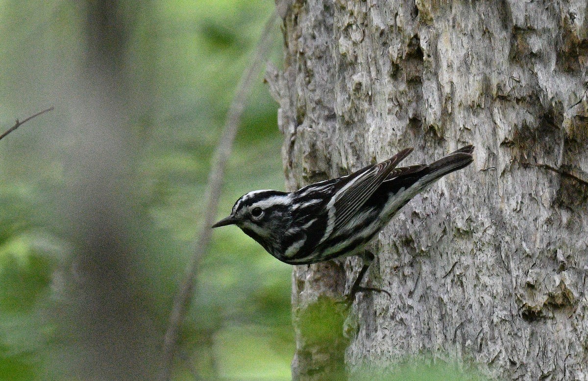 Black-and-white Warbler - ML583773401