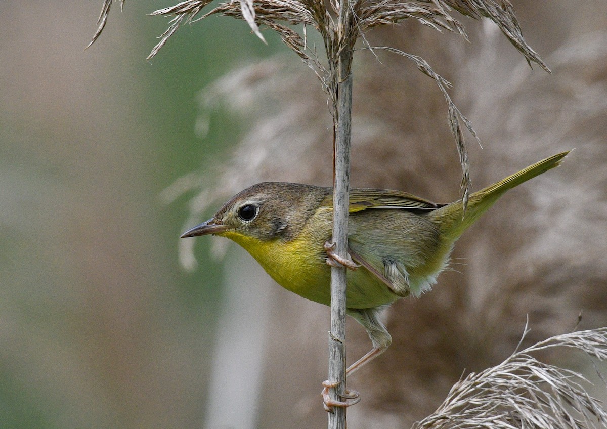 Common Yellowthroat - ML583774391