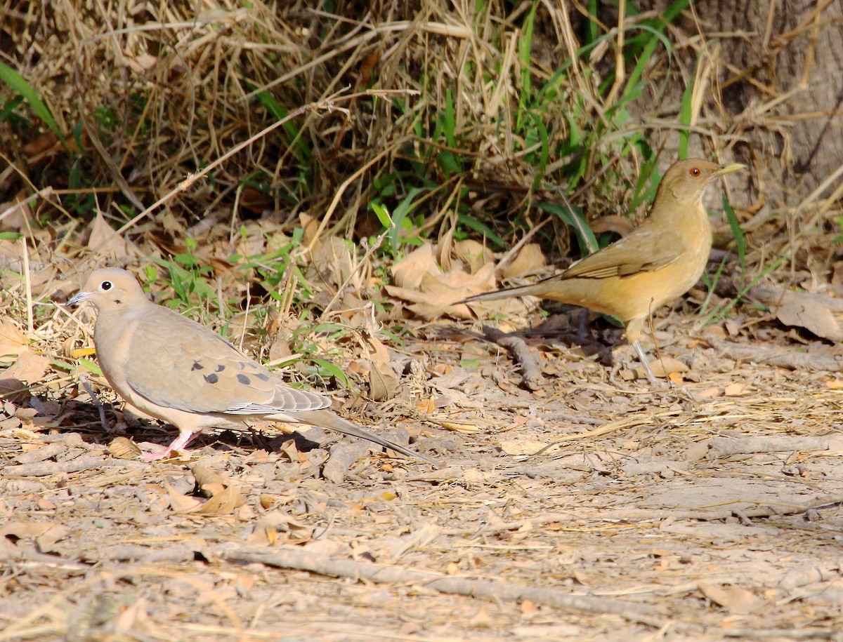 Mourning Dove - ML58377441