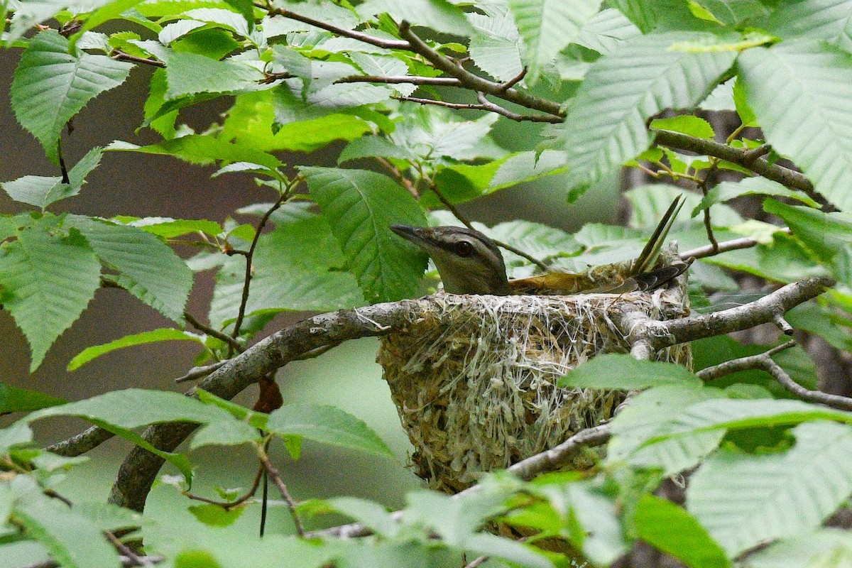 Red-eyed Vireo - ML583774631