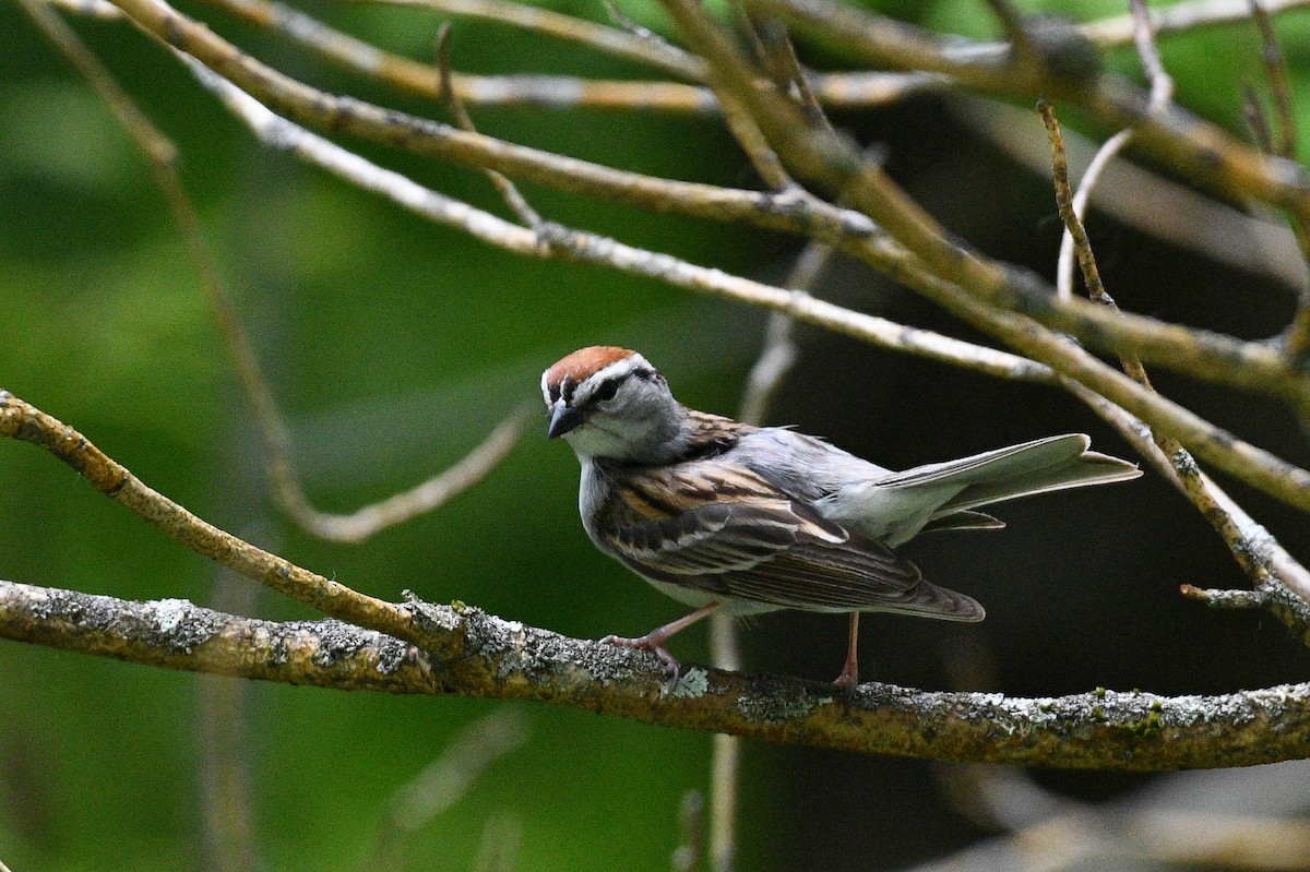 Chipping Sparrow - ML583775181