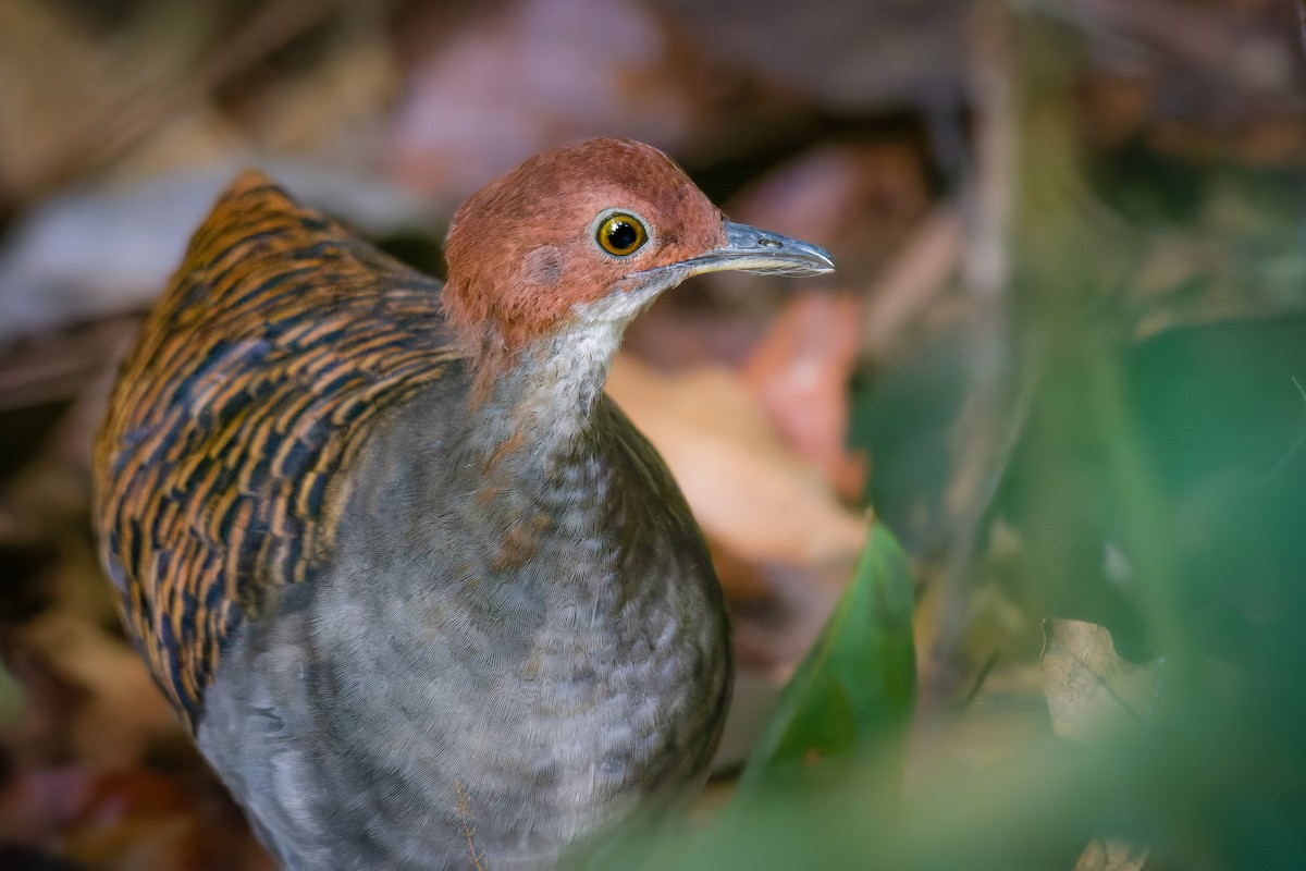 Barred Tinamou - ML583775561