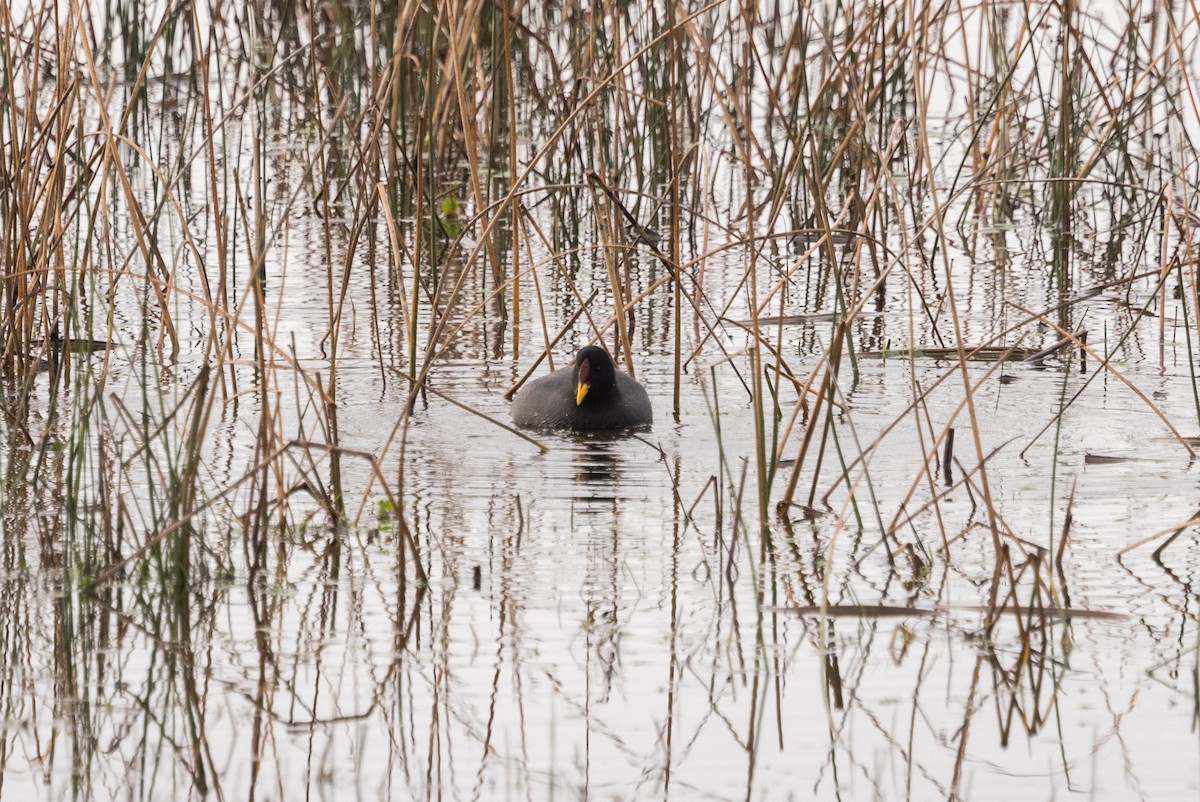 Red-fronted Coot - ML583775601