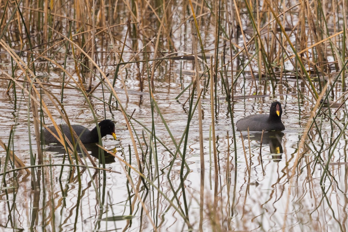 Red-fronted Coot - ML583775621