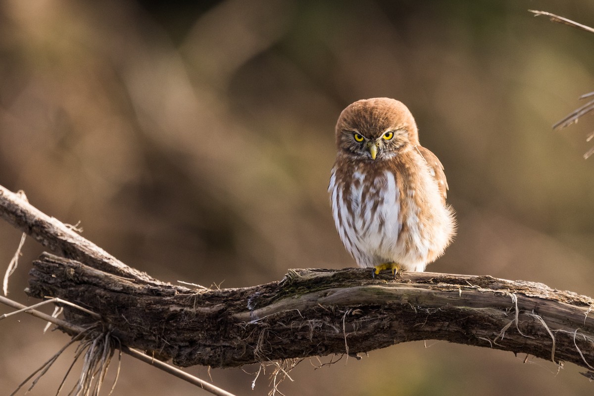 Austral Pygmy-Owl - ML583775871