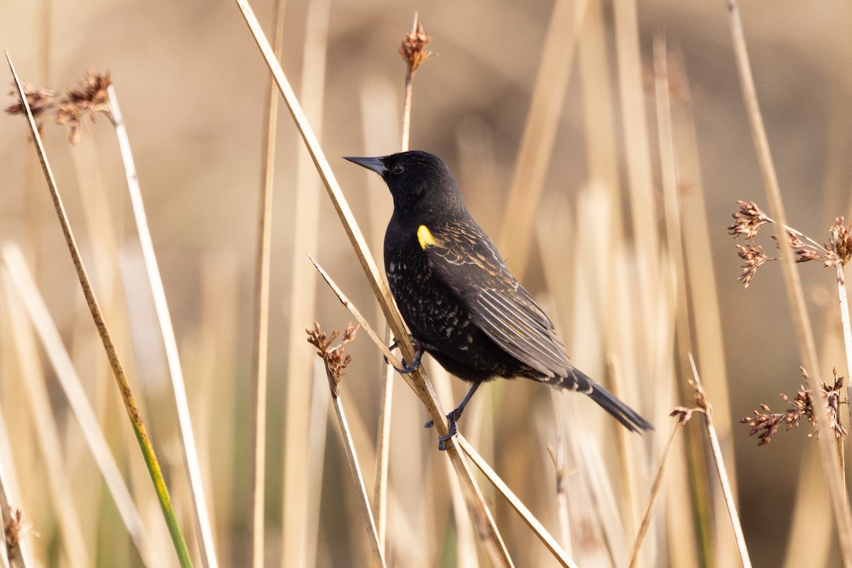 Yellow-winged Blackbird - ML583776211