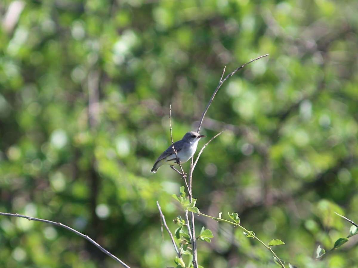 Yellow-vented Eremomela - ML583776381