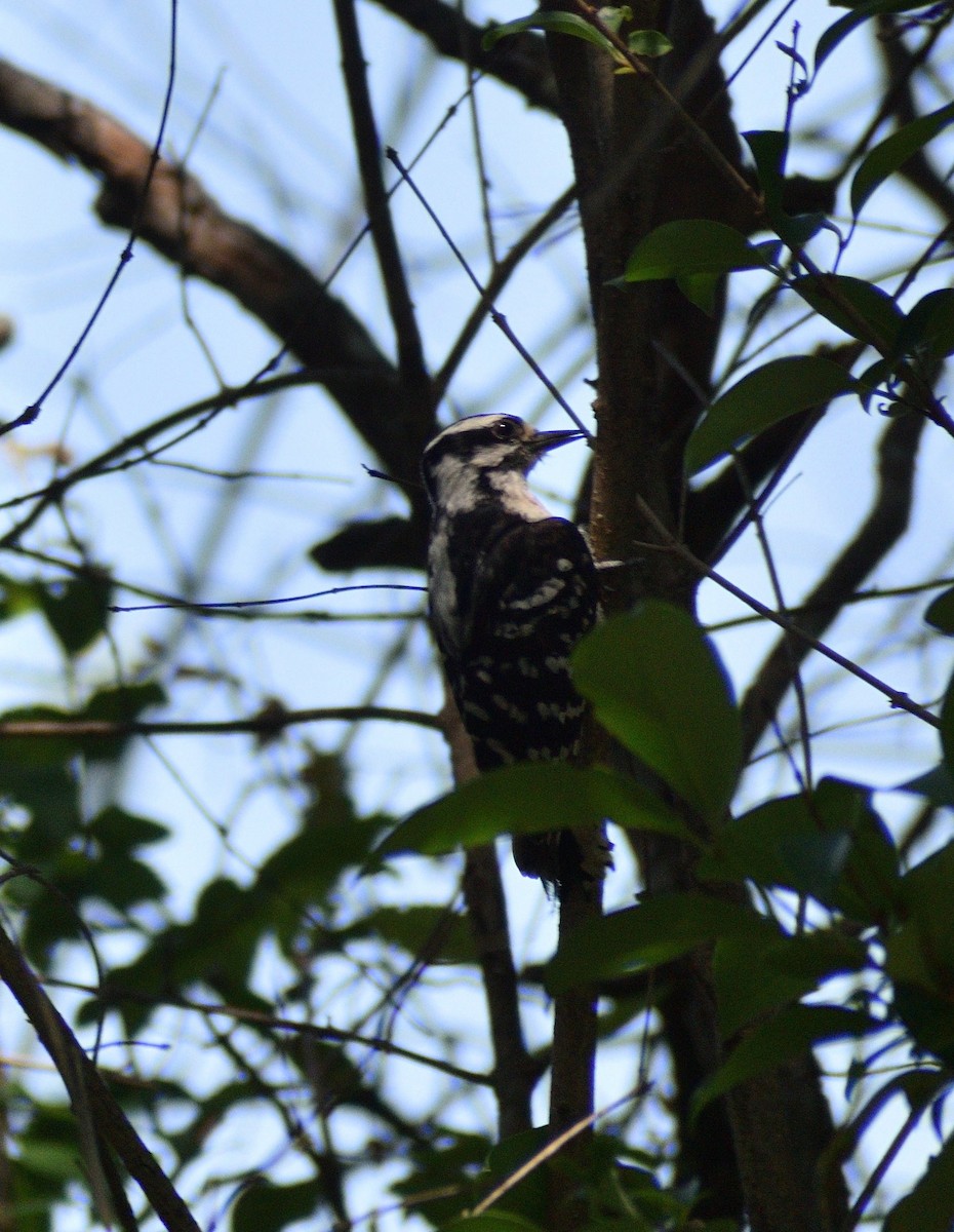 Downy Woodpecker - ML583778141