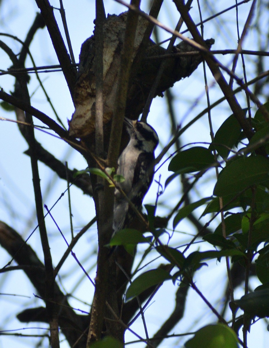 Downy Woodpecker - ML583778151