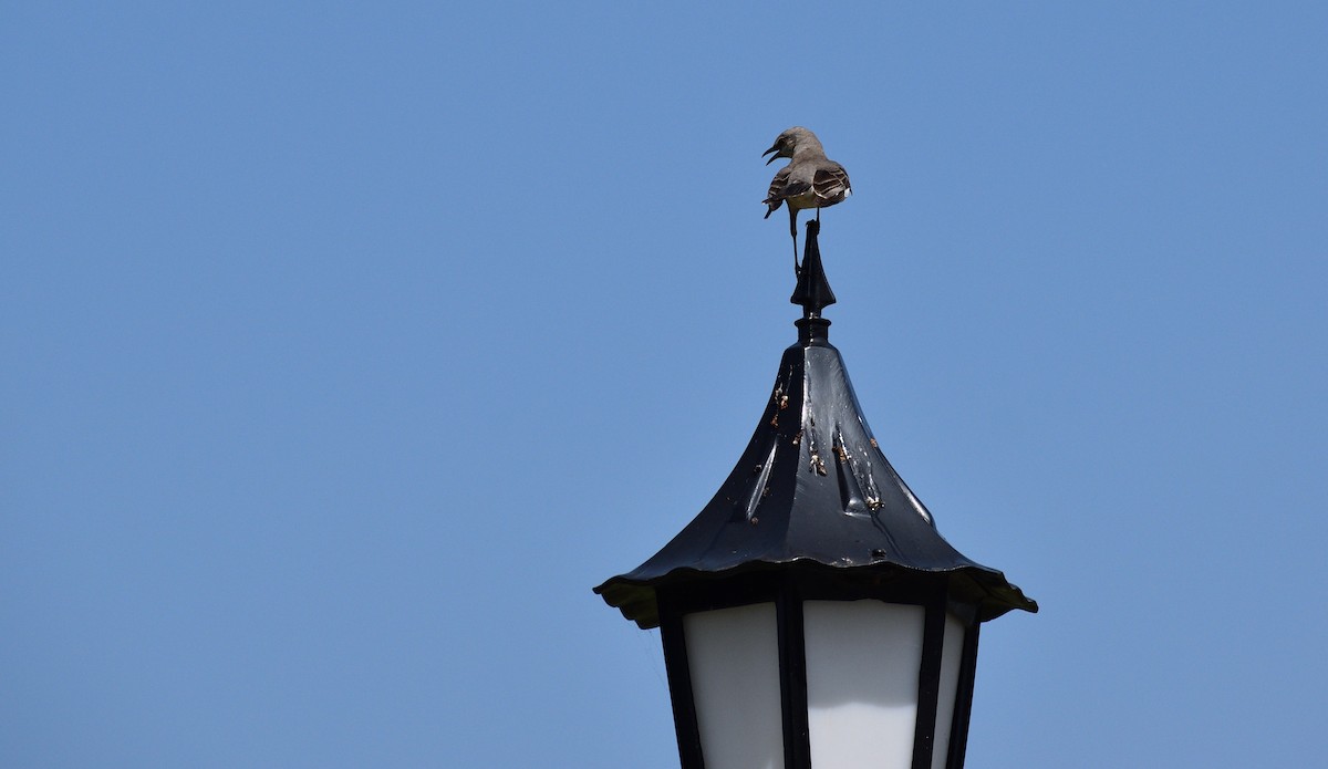 Northern Mockingbird - ML583778201