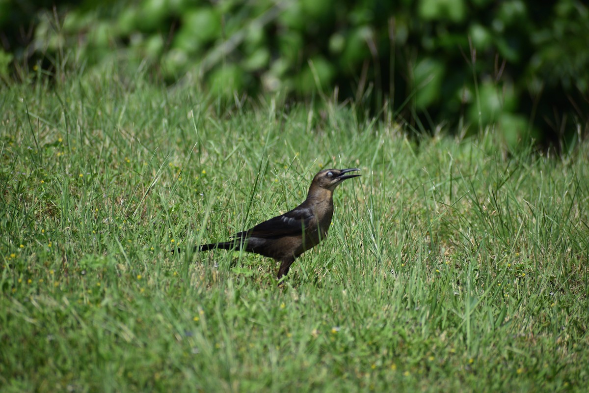 Great-tailed Grackle - ML583778481
