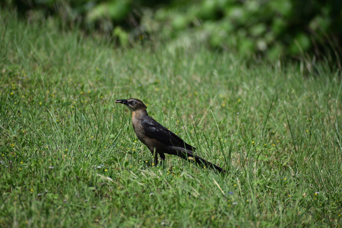 Great-tailed Grackle - ML583778501