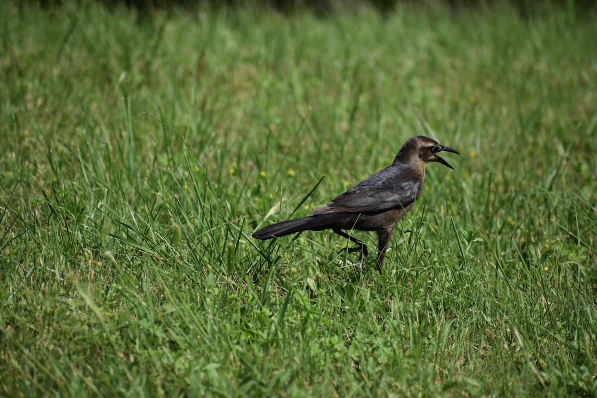 Great-tailed Grackle - ML583778511